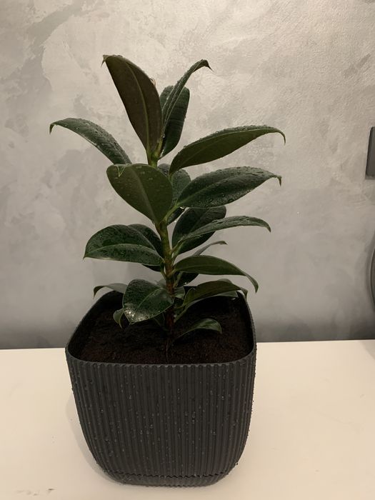 Комнатные растения Фикус Эластика Робуста