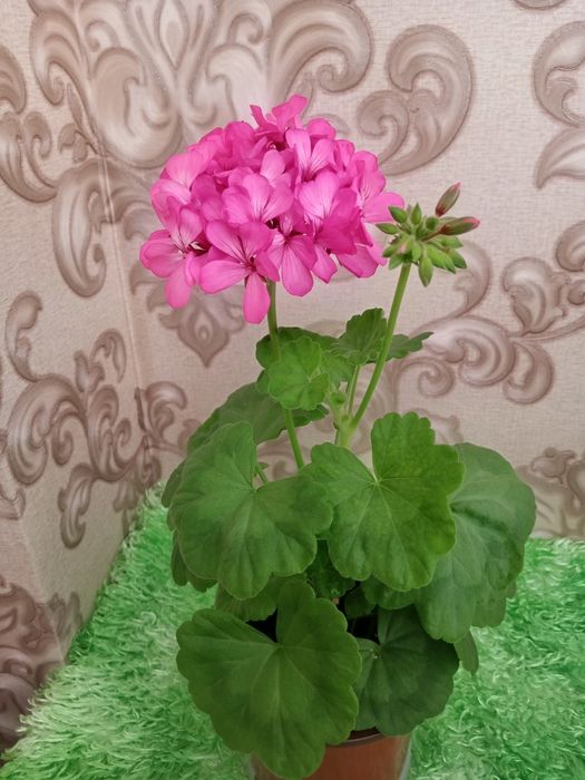 Продам  очаровательную герань