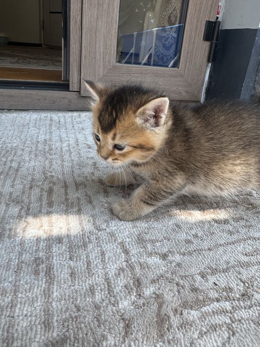 Serebristiy Shinshilla bolalari sotiladi