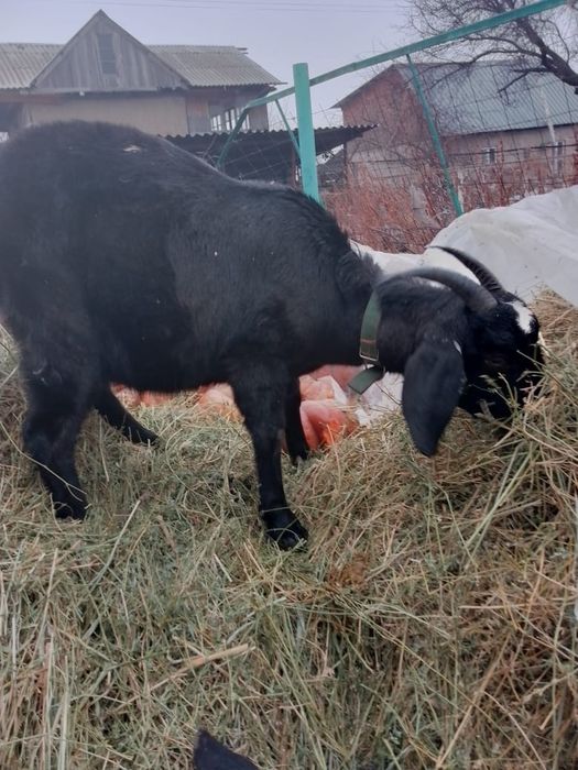 Продам козу с козленком.