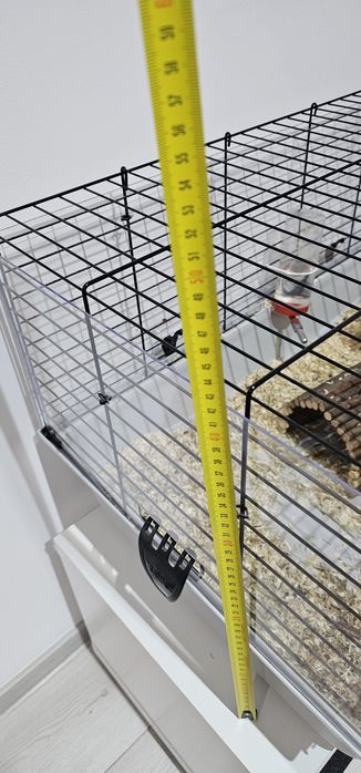 Porcusor de guineea