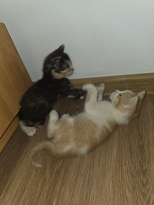 Donez 4 pui de pisica