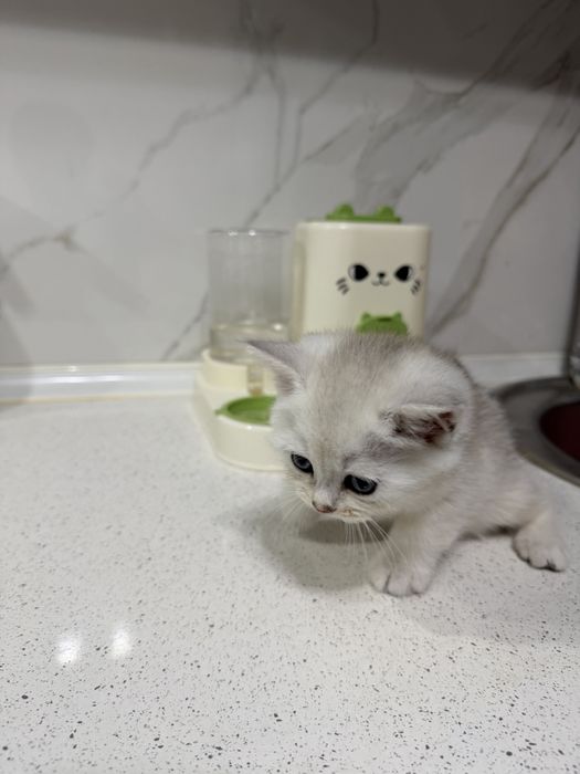 Британские шиншилла кошка