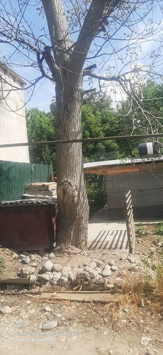 Дрова лес отдам даром орешина урюк клен