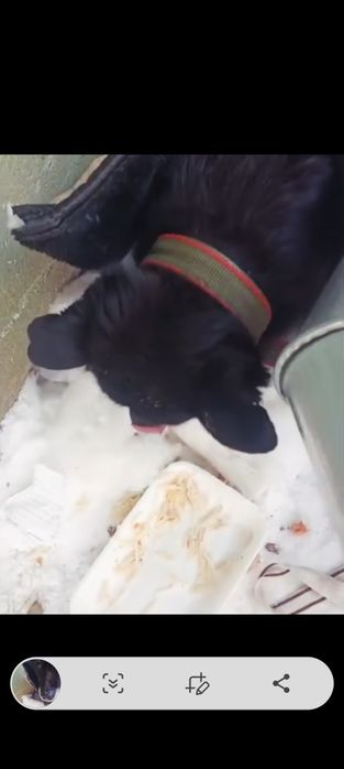 Найдена собака в центре