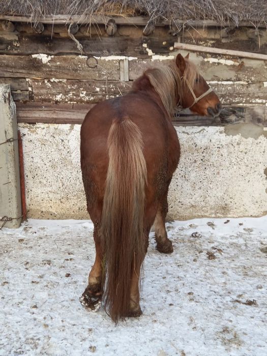 айғыр сатылады полутяж