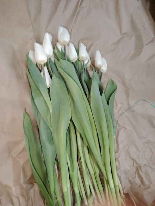 Тьюльпаны оптом с теплицы