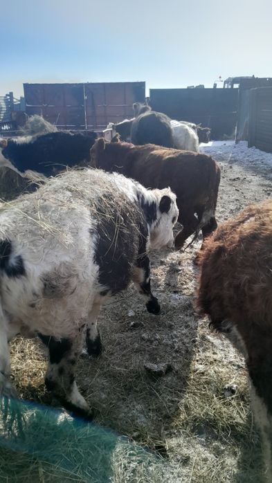 Продам жирное мясо говядины бычки 3500