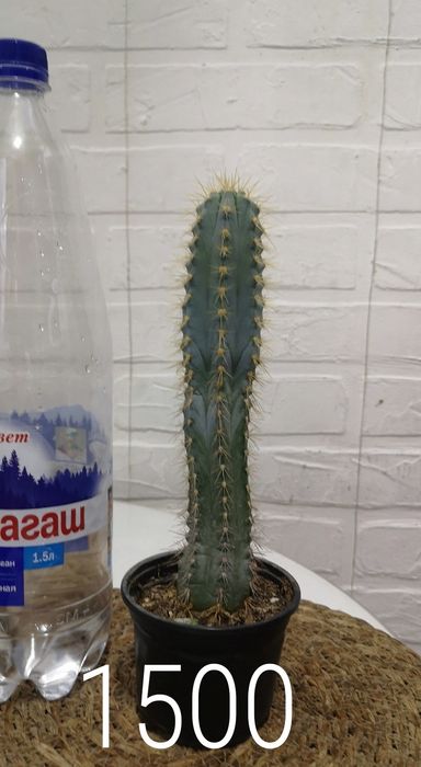 Продам комнатные растения