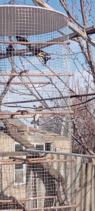 Продаются щеглы певчие