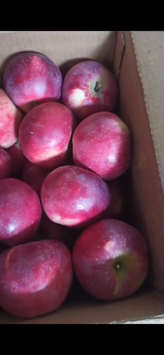 Апорт Алматинский