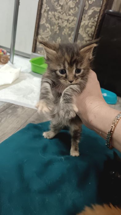 Мейкун котята мейн кун.