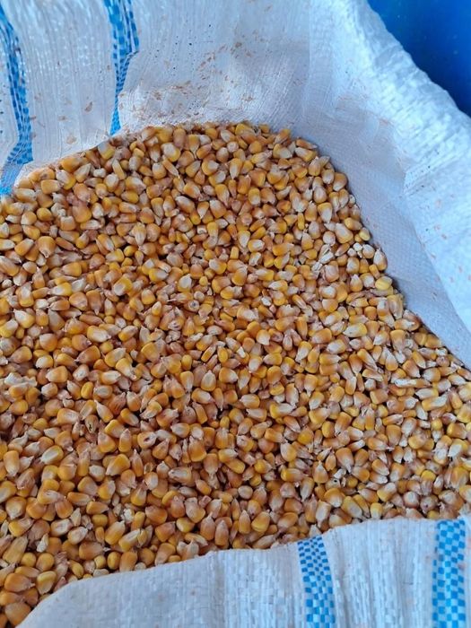 Vând porumb uscat