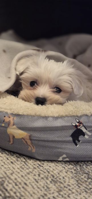 Малтийска болонка