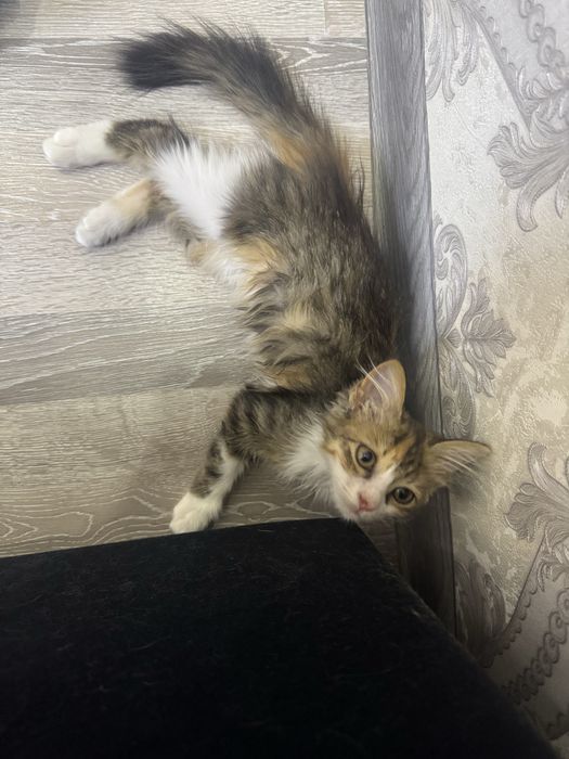 Котенок бесплатно