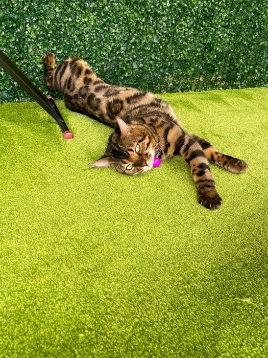 Бенгал мушуги болалари тоза зотли