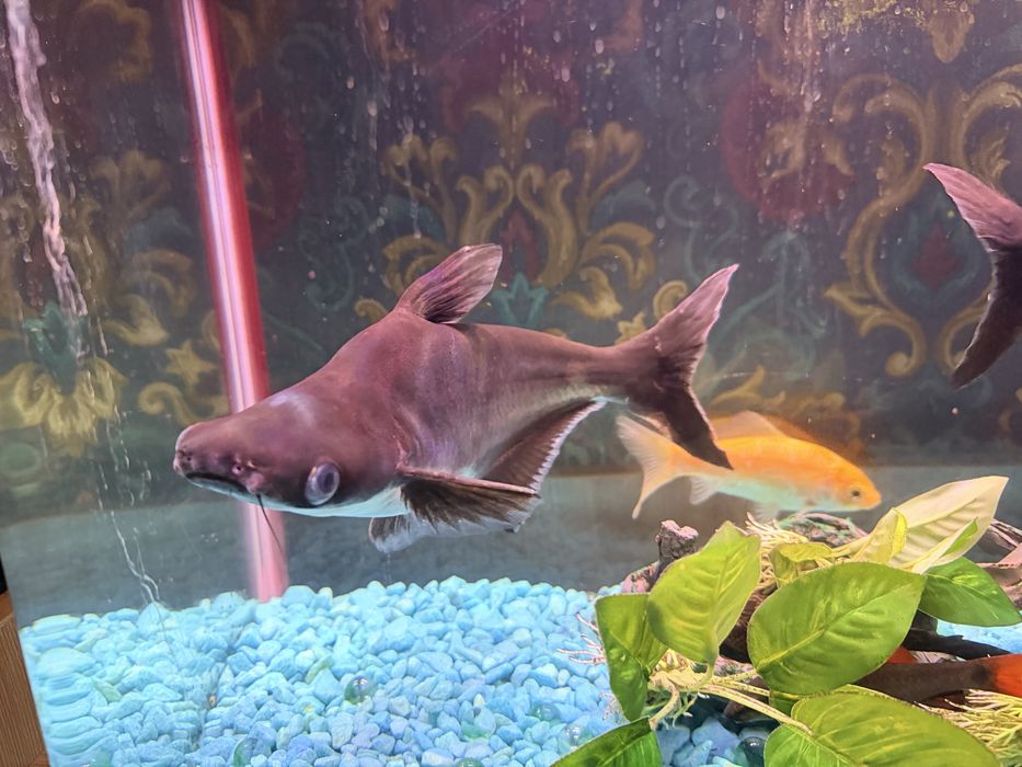 Пангасиус ( Акулий сом )