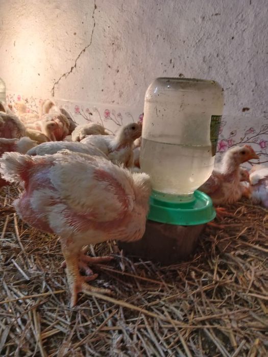 Продам Броллера 22 дня