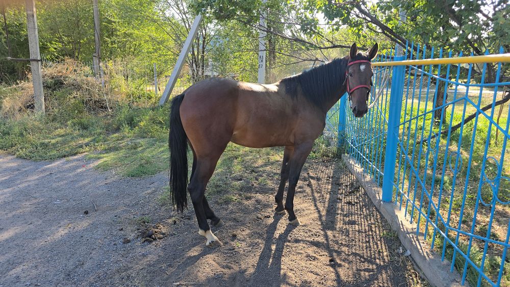 продам иноходцев