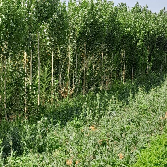 ВЯЗЬ тополь ива ели