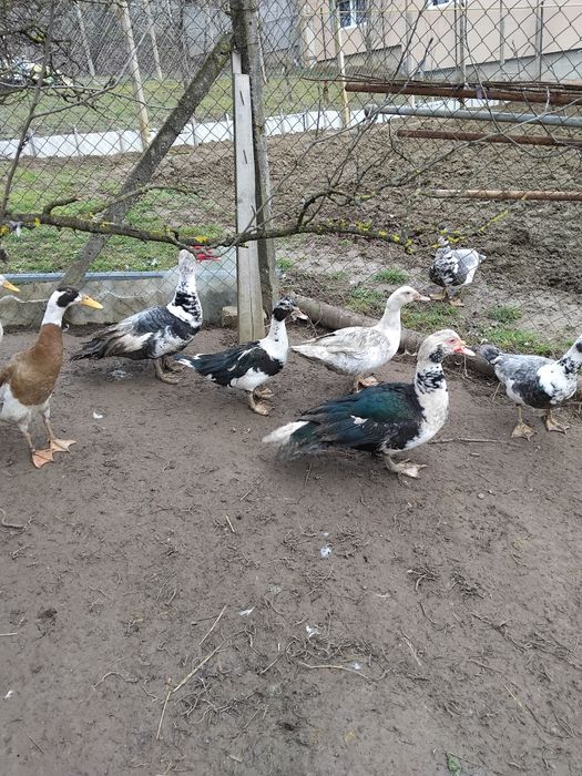 Vind rate mute.tineret..