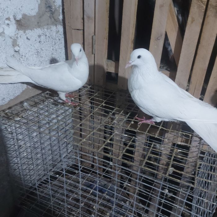 Бели Иран пара лет с игрой