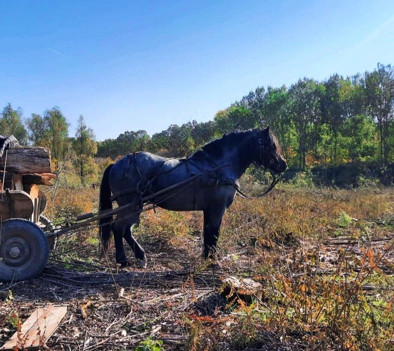 Armăsar semigreu de vânzare – 8 ani, puternic și bine întreținut