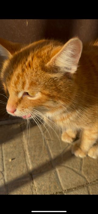 Отдам котика в хорошие руки