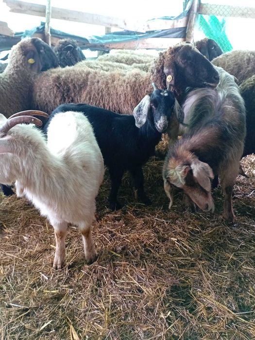 Vand capre  sau schimb cu miele