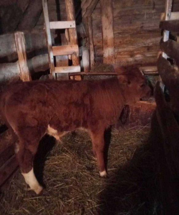 Молочные коровы есть,,,iii..ґ''ї