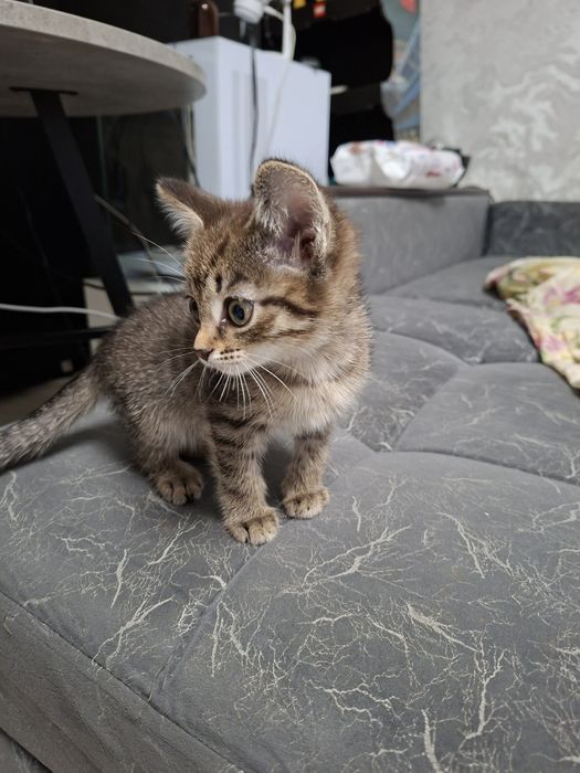 Котята 3 - 3,5 месяца