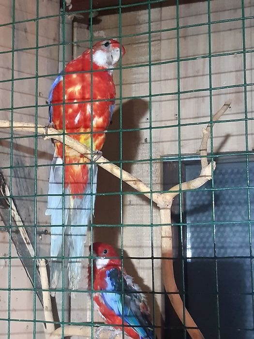 Продавам пойни папагали, финки и диамантени гугутки