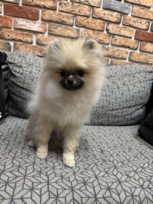 Шпиц мини щенокк