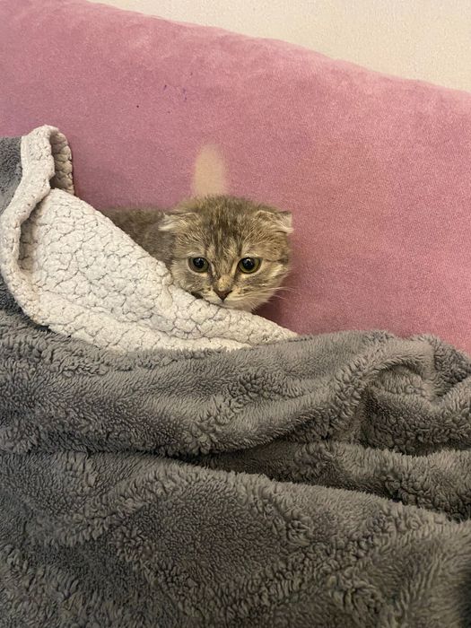 Скоттиш фолд(вислоухая)