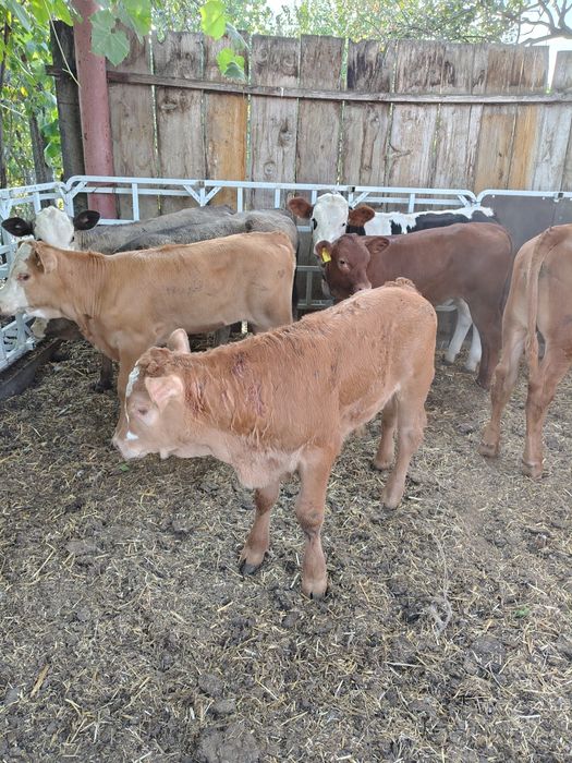 Viței media 150 kg (lot 10)