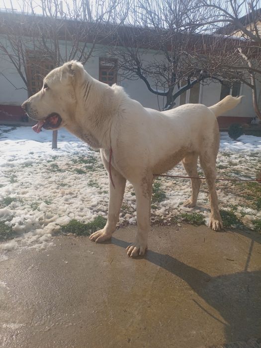 ALABAY zotdor sotiladi