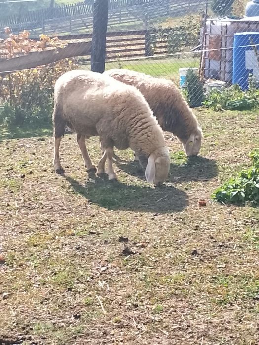 De vânzare berbec bergamesca 2,5 ani