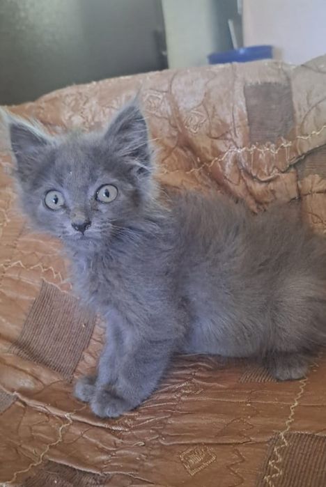 Отдам котенка мальчика