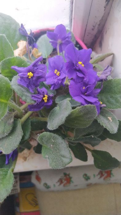 Продам комнатные цветы