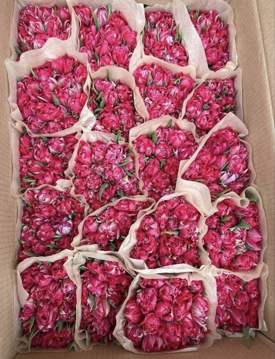 Тюлпаны оптом 650тг с луковицой