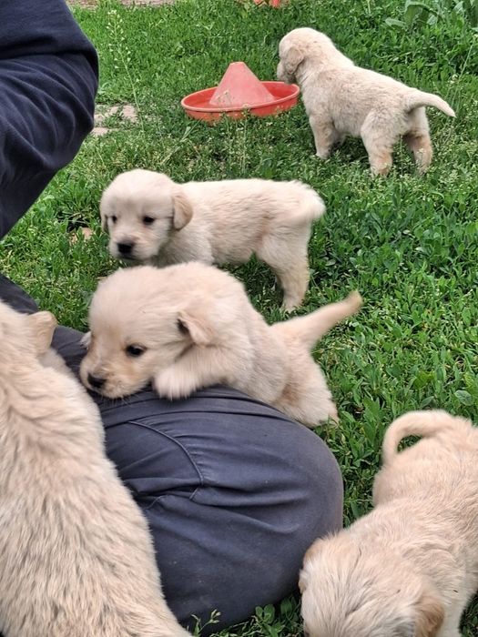 Pui Catel  Golden Retriver