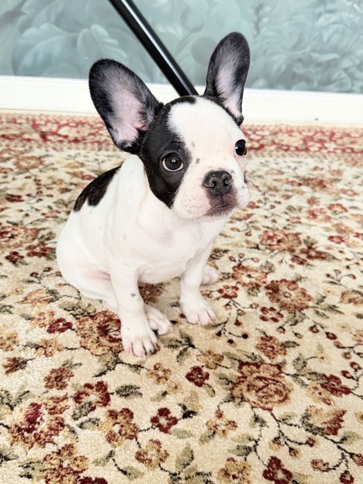 Французский бульдог