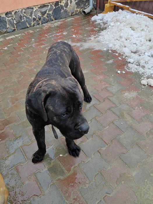 Pressa Canario cu pedigree