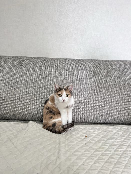 Отдам в добрые руки