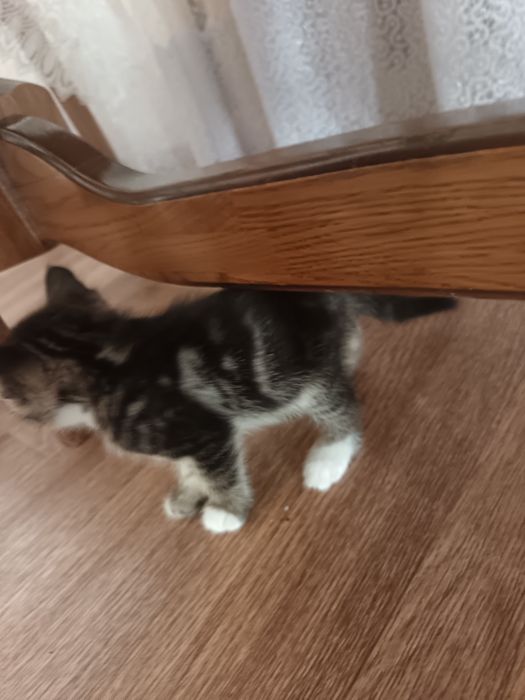 Котята домашние, добрые игривые