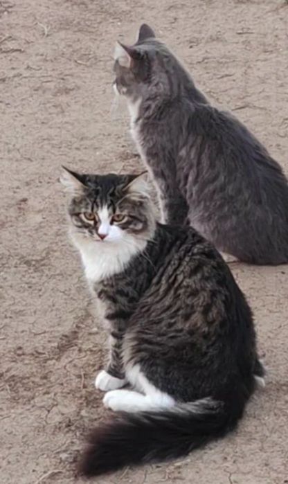 Пропал кот в мкр бирлик