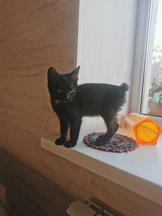 Отдам котенка мальчик
