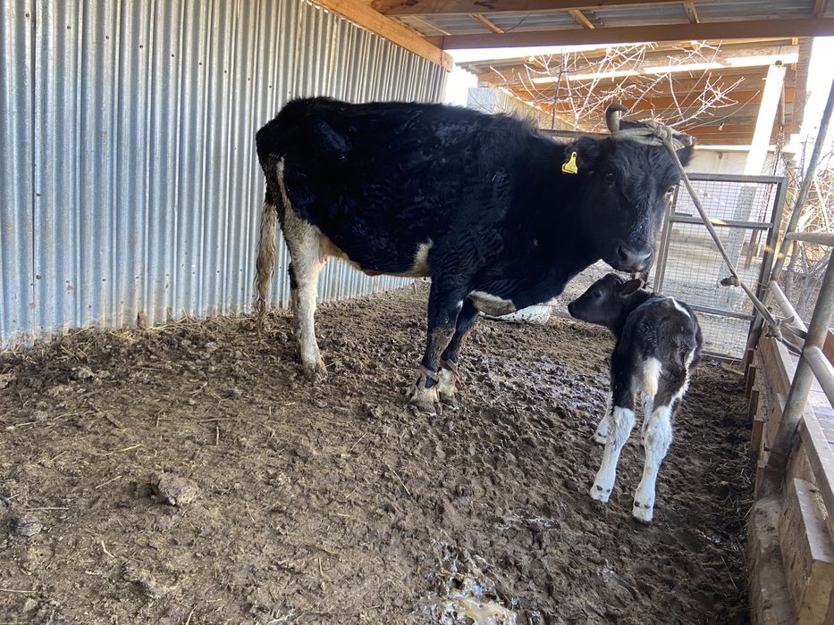 Екі бұзаулы сиыр сатылады