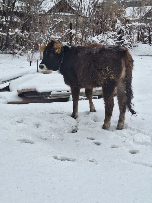 Продам тёлку аулаколь