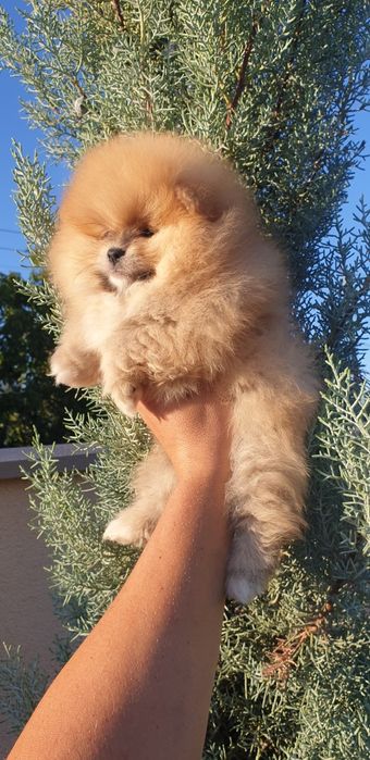 Померан в продажба